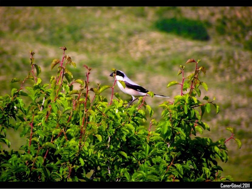 Lesser Grey Shrike