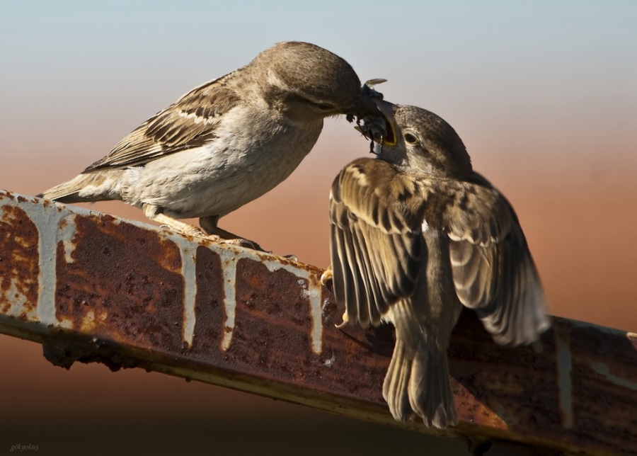 House Sparrow