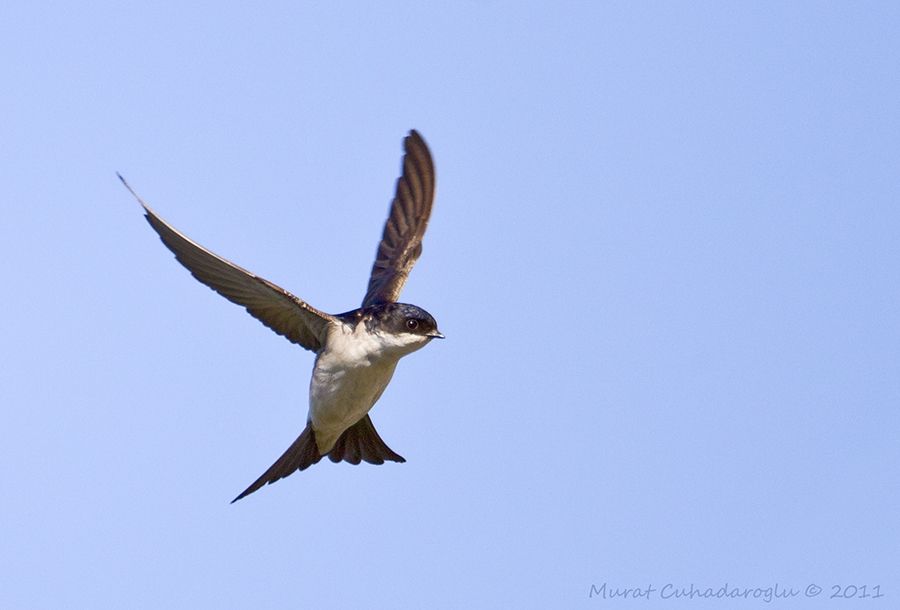 Western House Martin