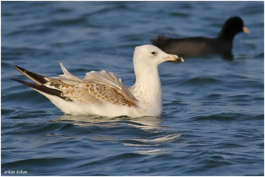Caspian Gull