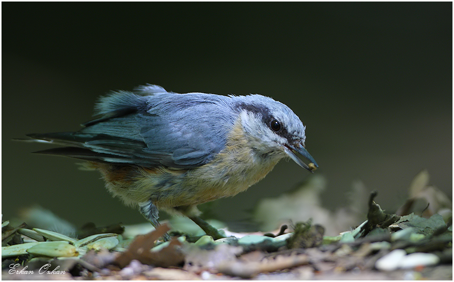 Eurasian Nuthatch