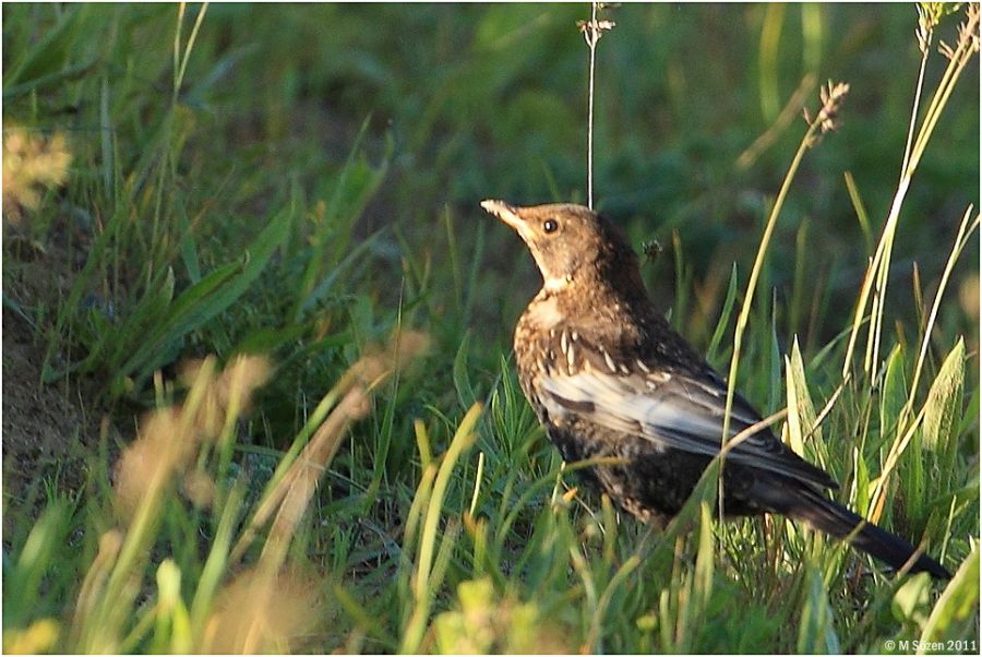 Ring Ouzel