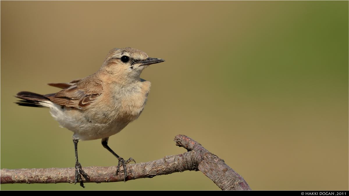 Isabelline Wheatear