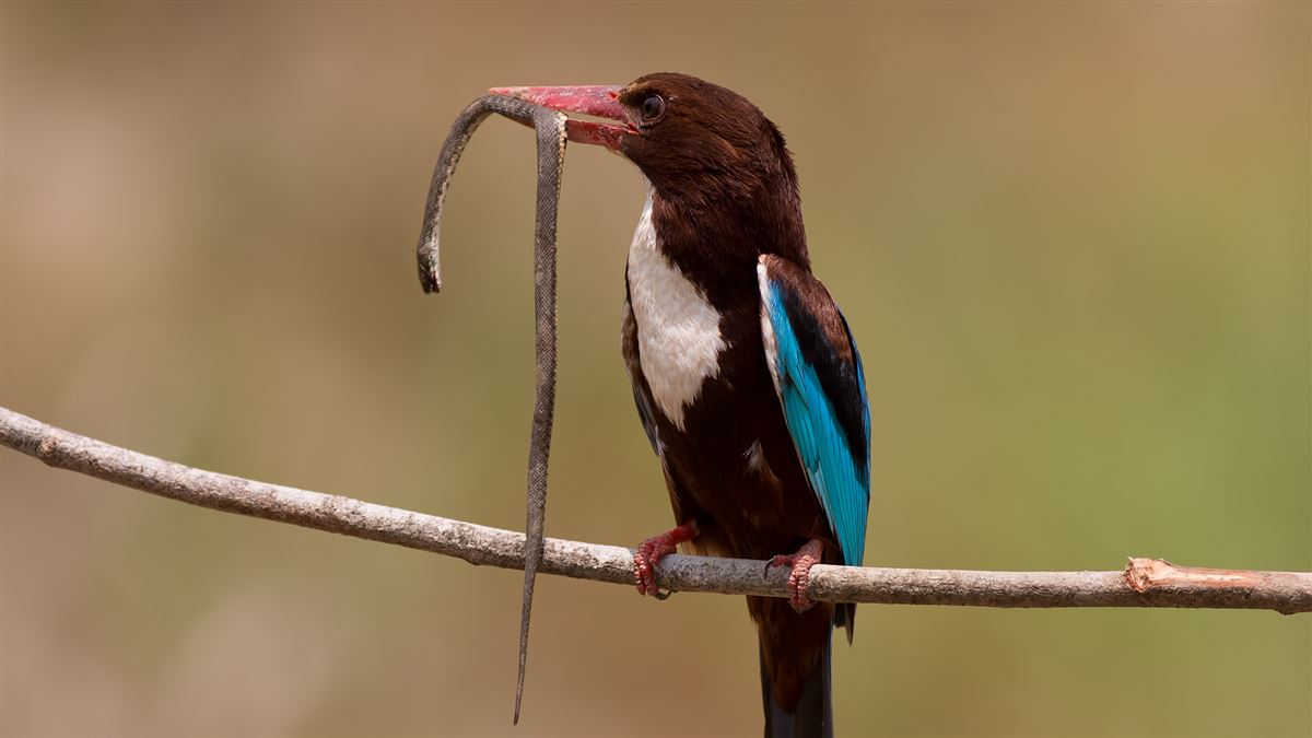 White-throated Kingfisher