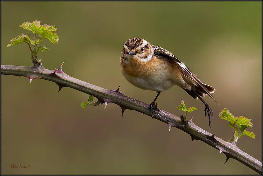 Whinchat