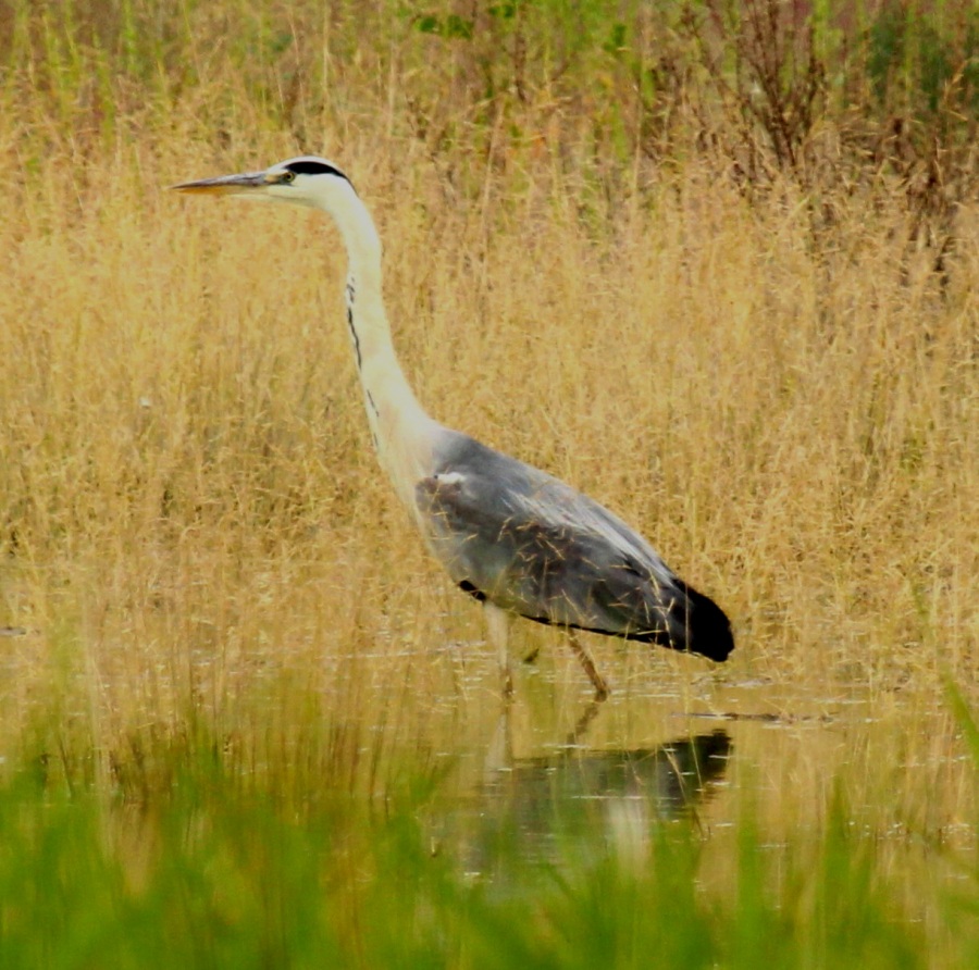 Grey Heron