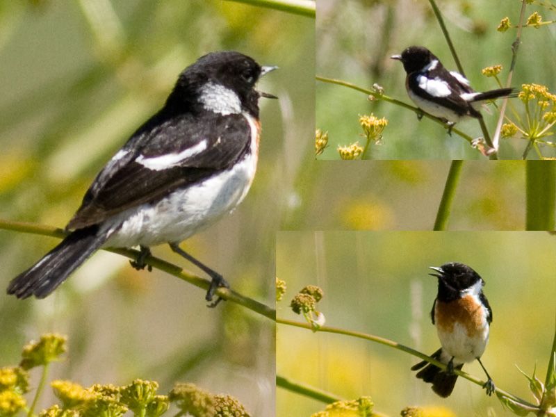 Siberian Stonechat