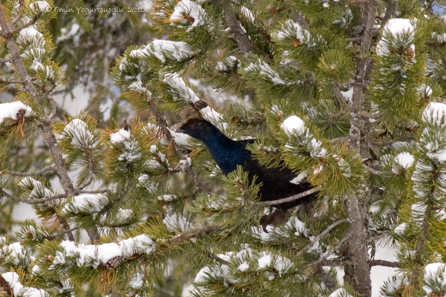 Black Grouse