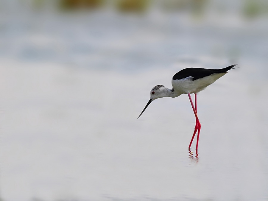 Black-winged Stilt
