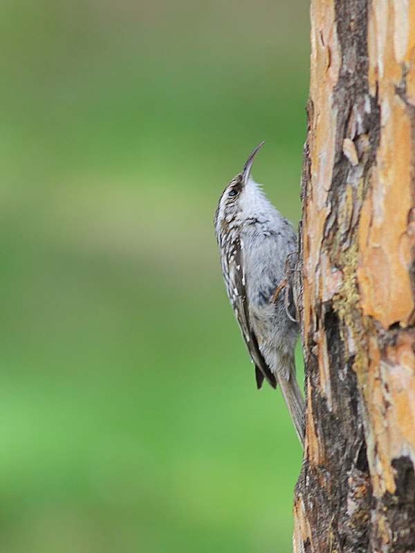 Eurasian Treecreeper