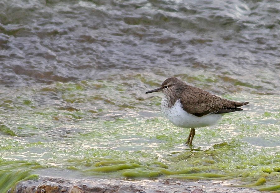 Common Sandpiper