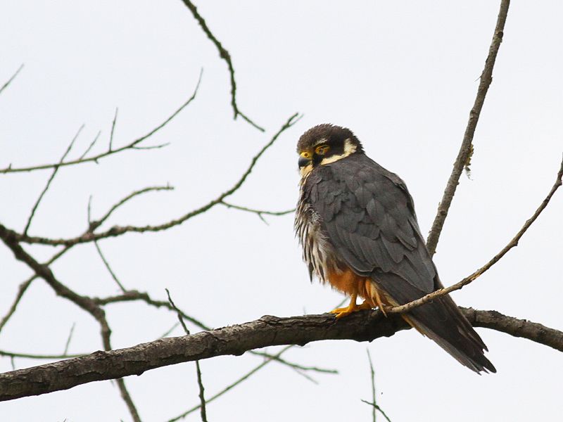 Eurasian Hobby