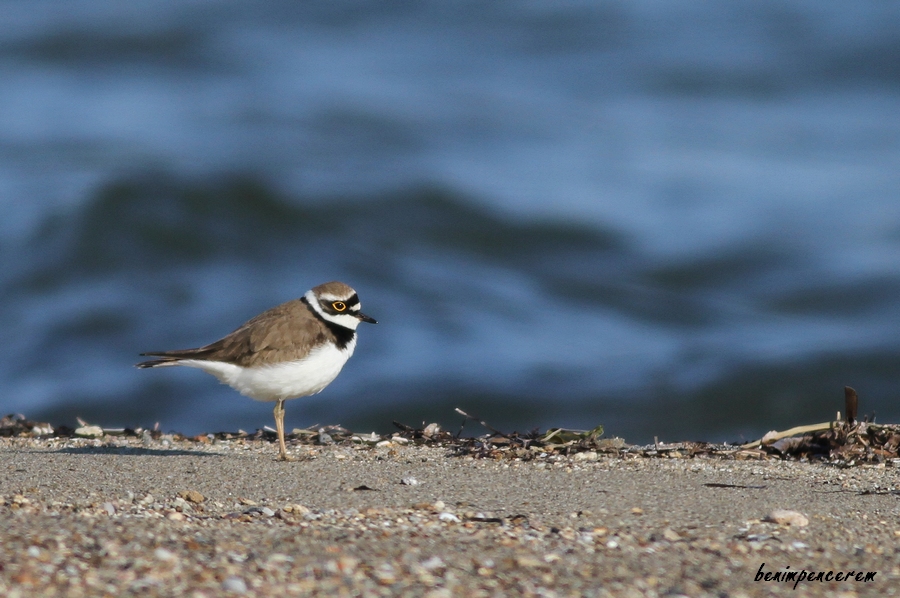 Little Ringed Plover