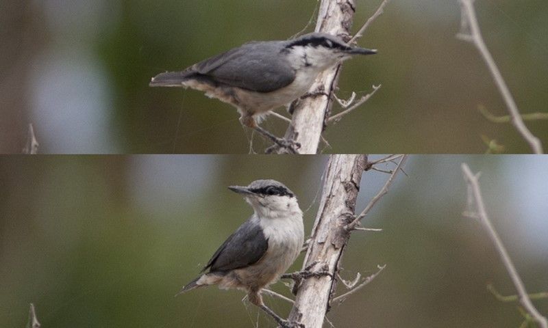 Western Rock Nuthatch