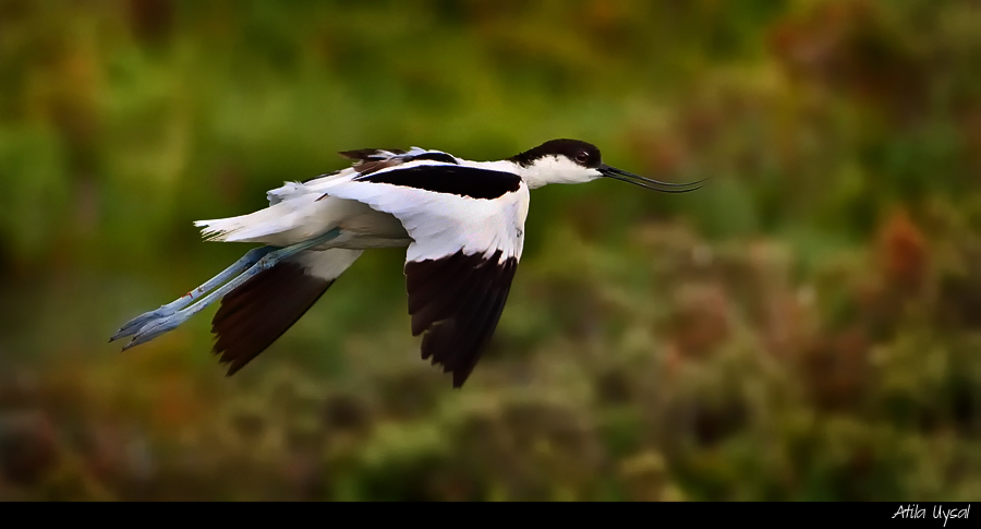 Pied Avocet