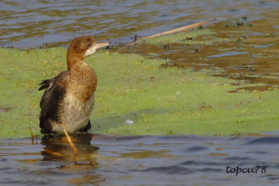 Pygmy Cormorant