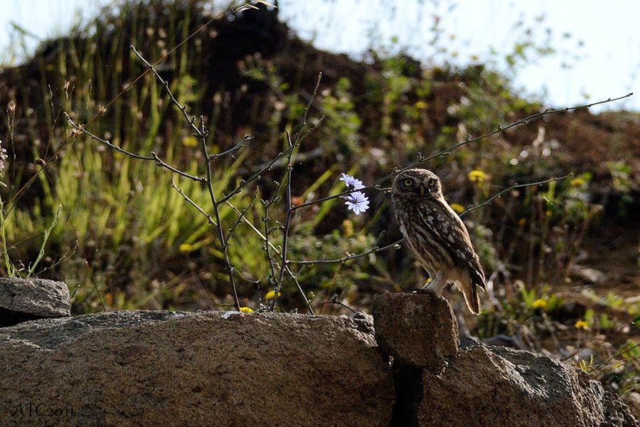 Little Owl