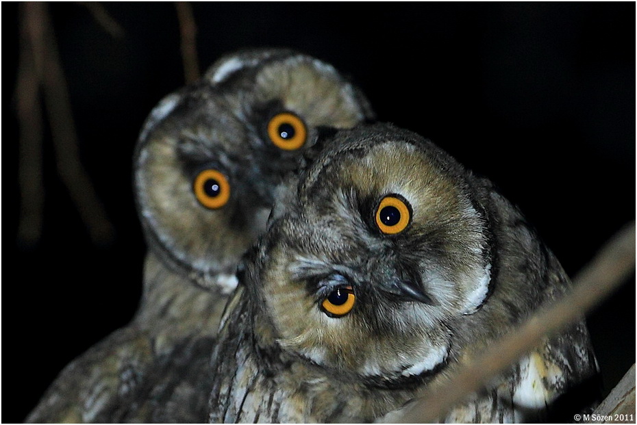 Long-eared Owl