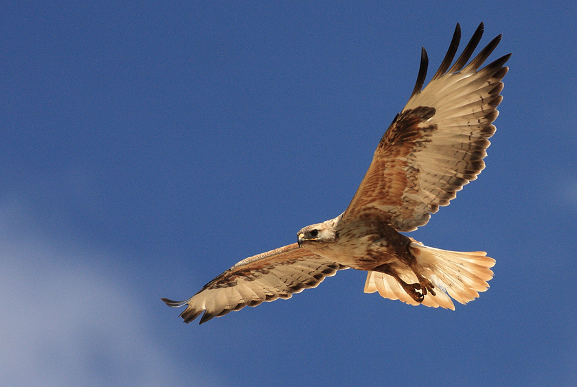 Long-legged Buzzard