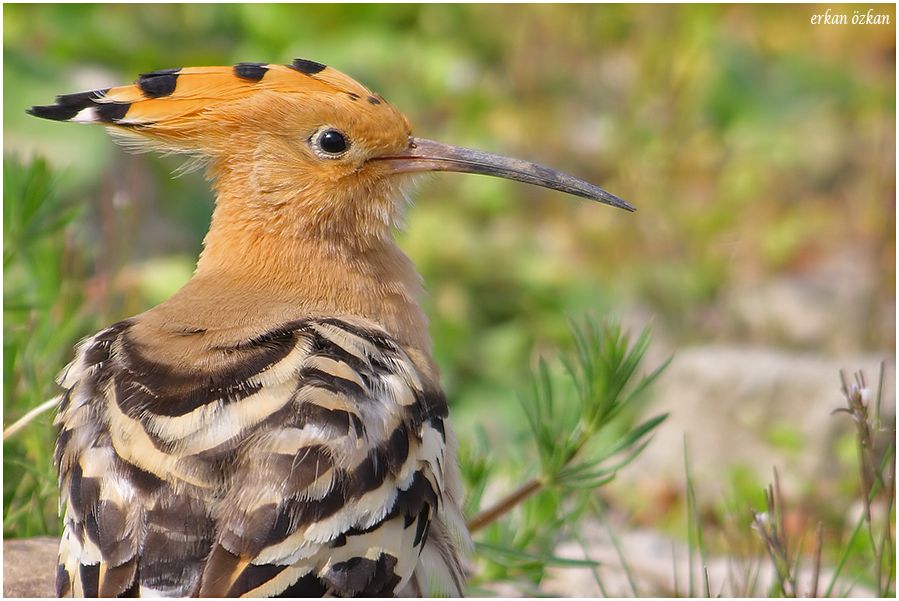 Common Hoopoe