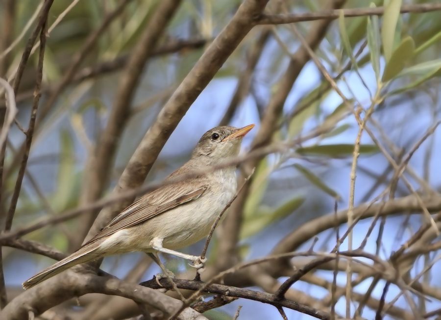 Olive-tree Warbler