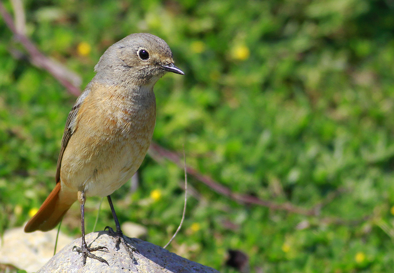 Common Redstart