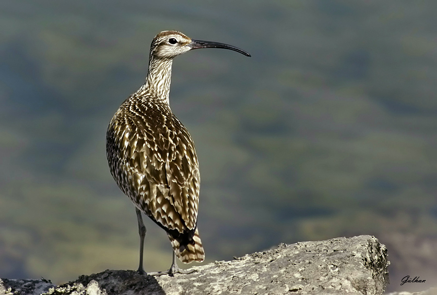 Eurasian Whimbrel