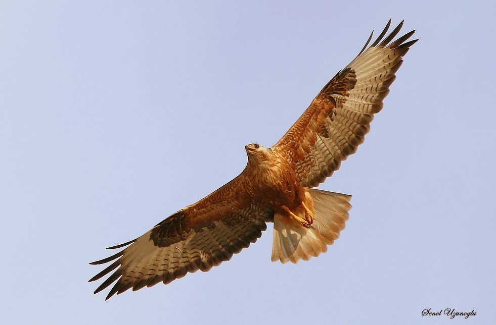 Long-legged Buzzard