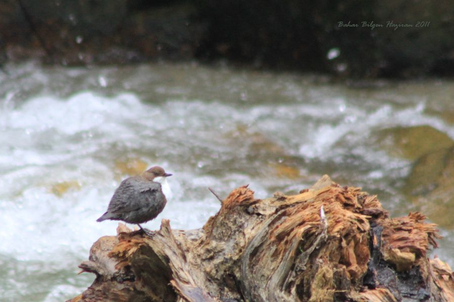 White-throated Dipper