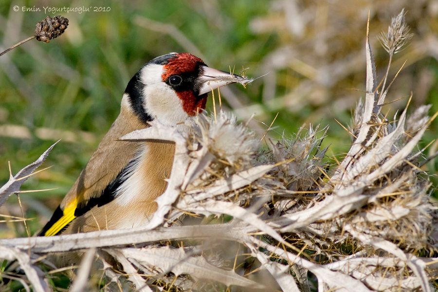 European Goldfinch