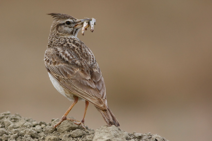 Crested Lark