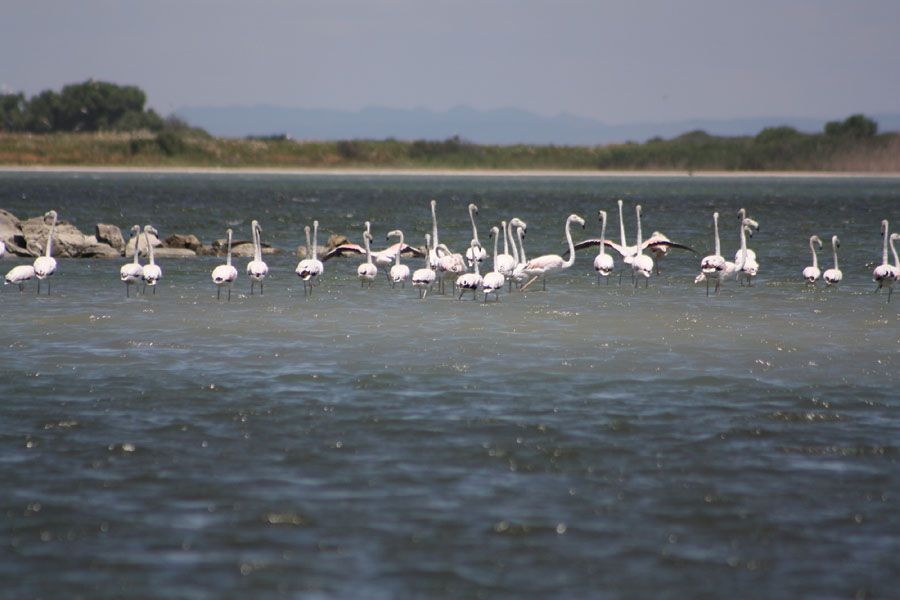 Greater Flamingo