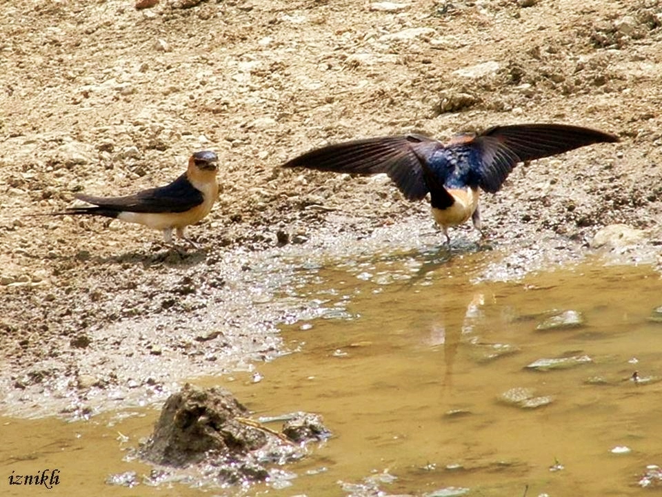 European Red-rumped Swallow