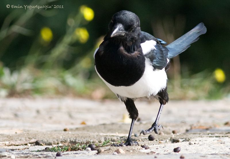 Eurasian Magpie