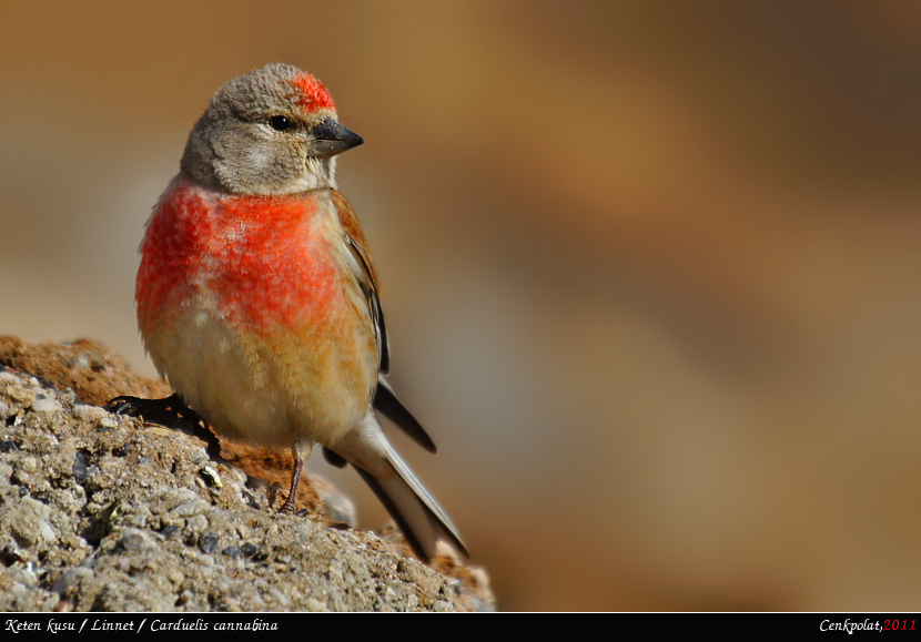 Common Linnet