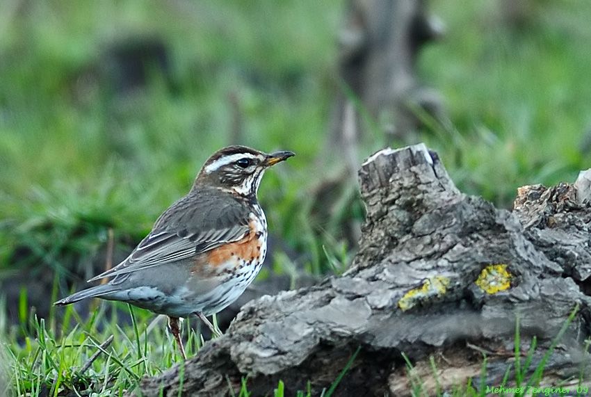 Redwing