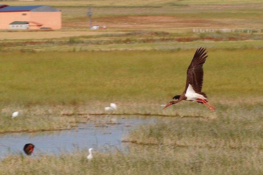 Black Stork