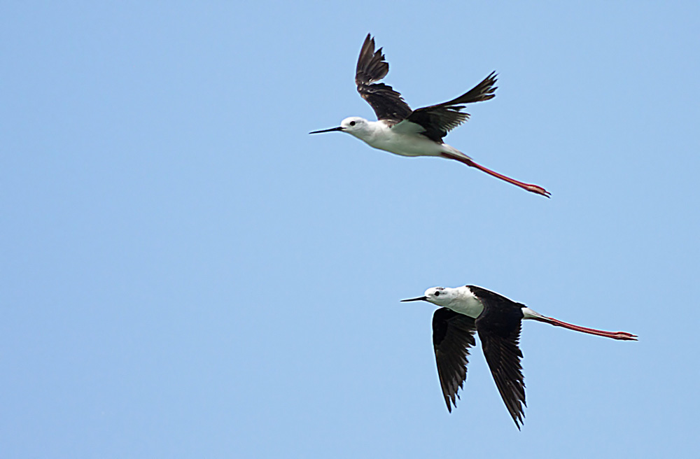 Black-winged Stilt