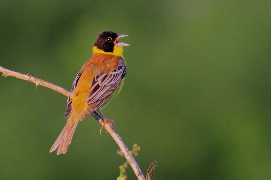 Black-headed Bunting