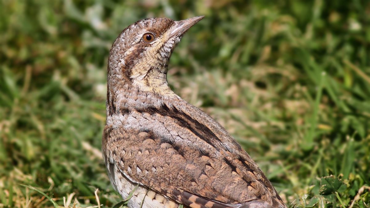 Eurasian Wryneck