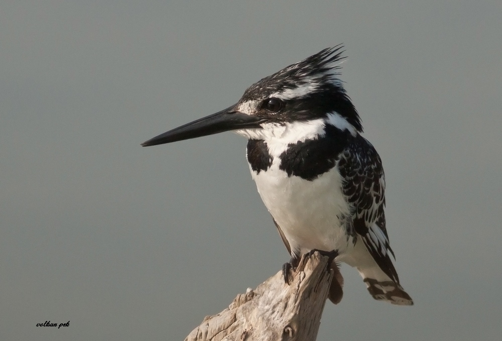 Pied Kingfisher