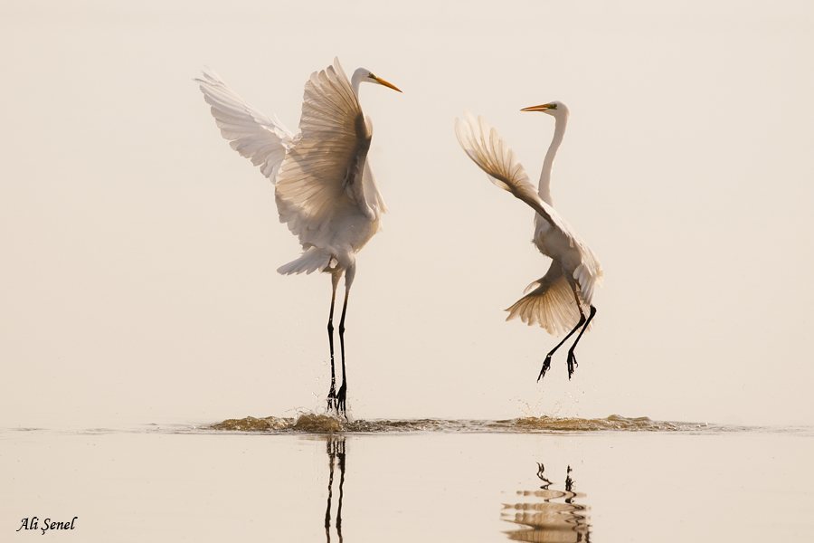 Great Egret