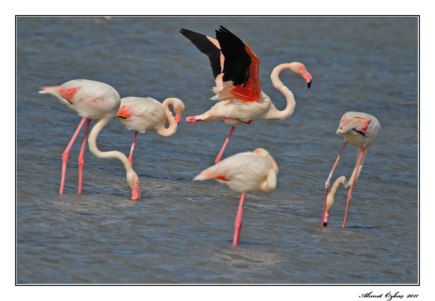 Greater Flamingo