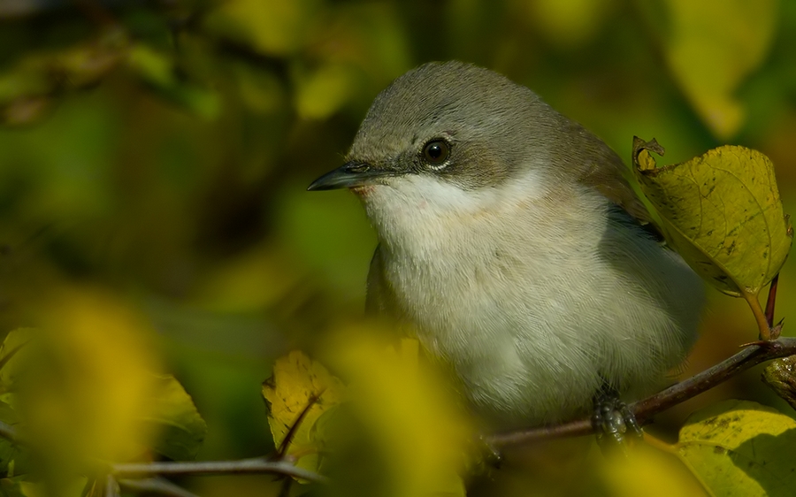 Lesser Whitethroat
