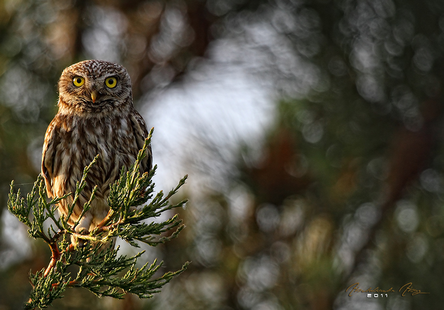Little Owl