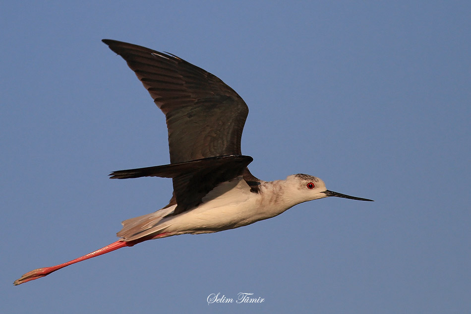 Black-winged Stilt