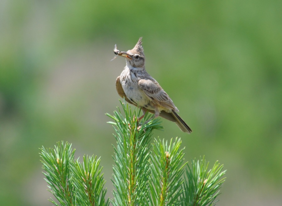 Crested Lark