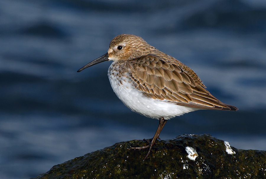 Dunlin