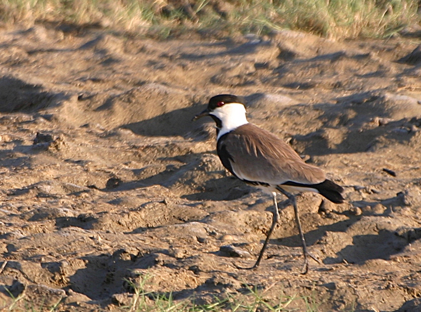 Spur-winged Lapwing