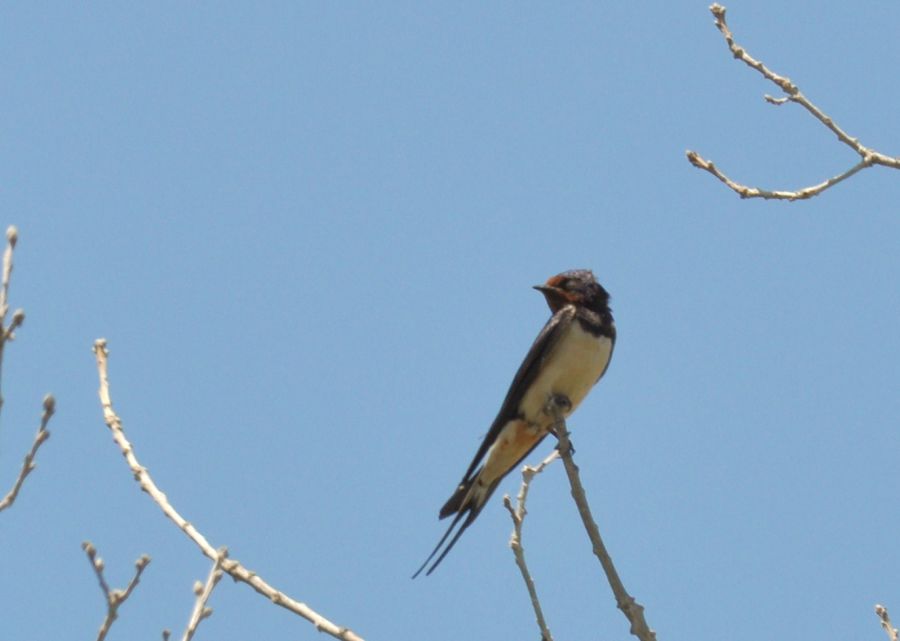 Barn Swallow